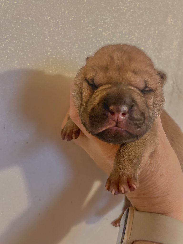 Du Chant Du Sorgho - Chiot disponible  - Shar Pei