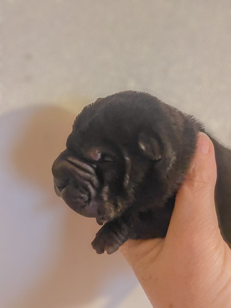 Du Chant Du Sorgho - Chiot disponible  - Shar Pei