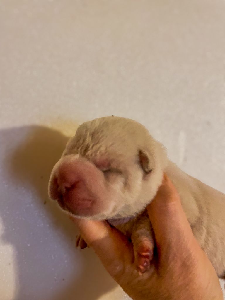 Du Chant Du Sorgho - Chiot disponible  - Shar Pei