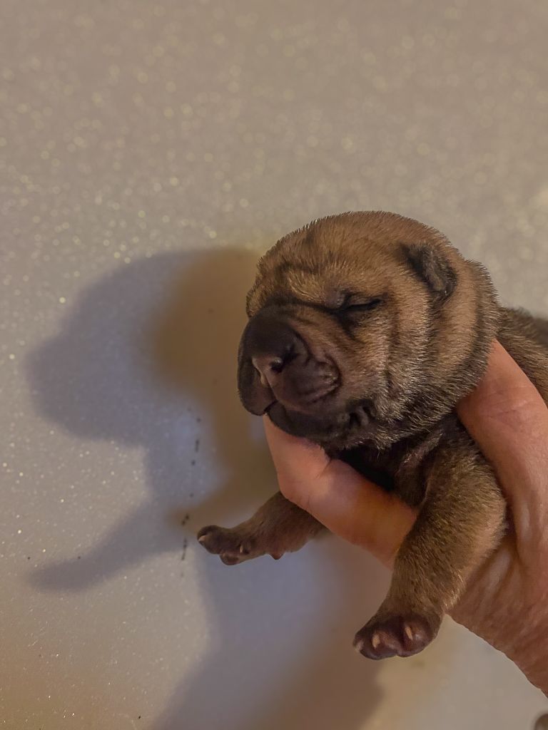 Du Chant Du Sorgho - Chiot disponible  - Shar Pei