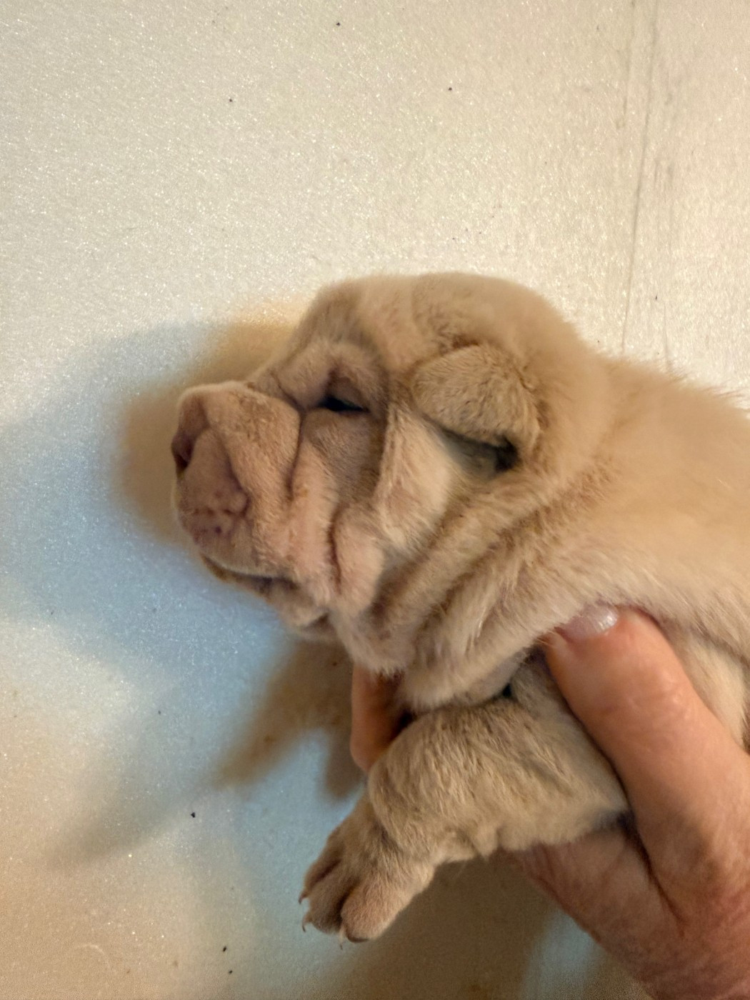 Du Chant Du Sorgho - Chiots disponibles - Shar Pei