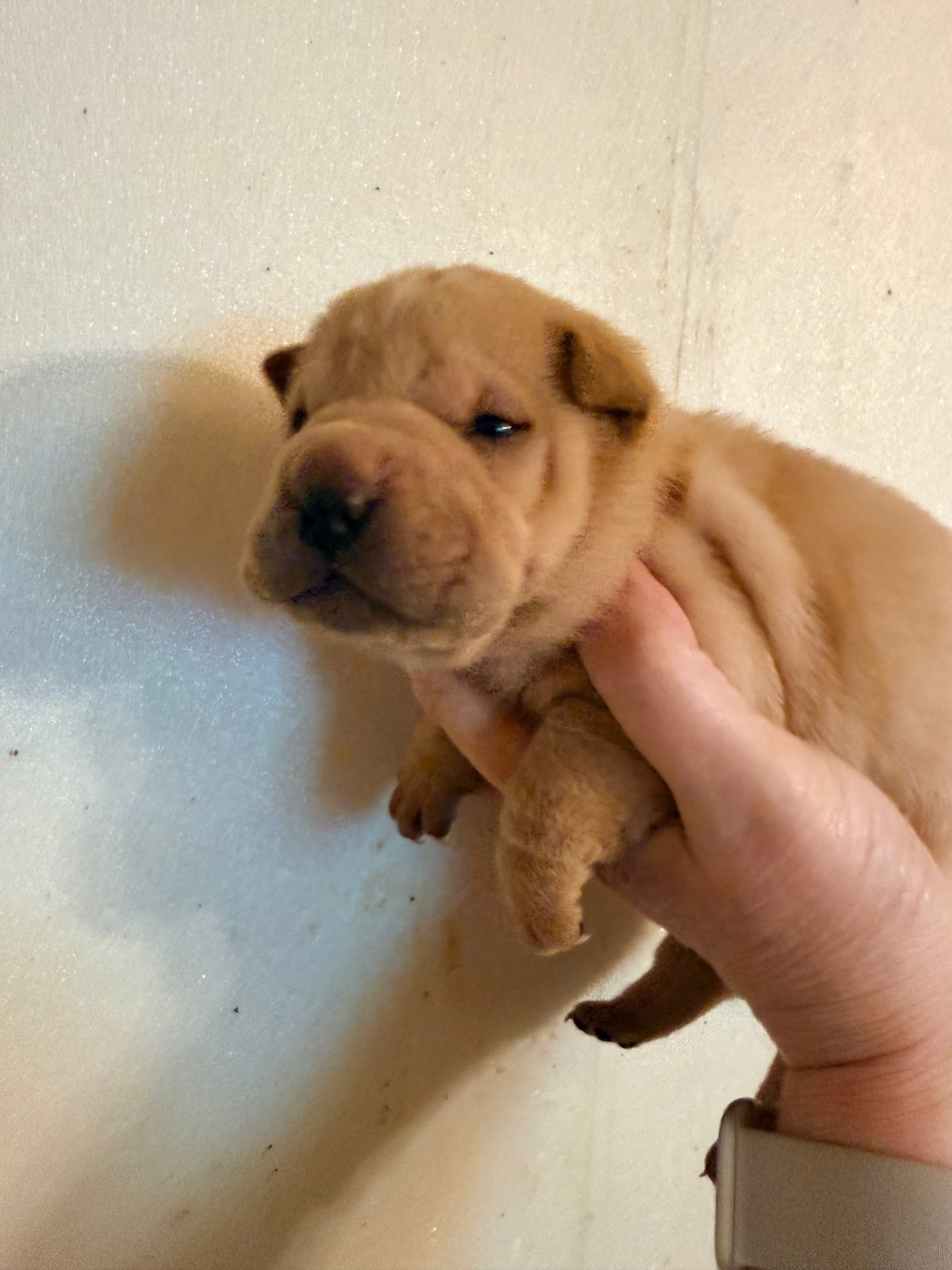 Du Chant Du Sorgho - Chiots disponibles - Shar Pei