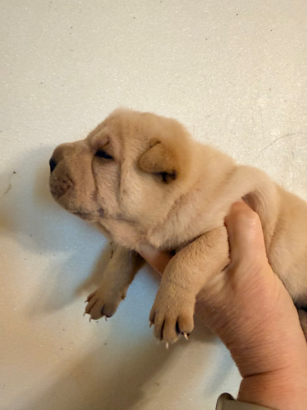 Du Chant Du Sorgho - Chiots disponibles - Shar Pei
