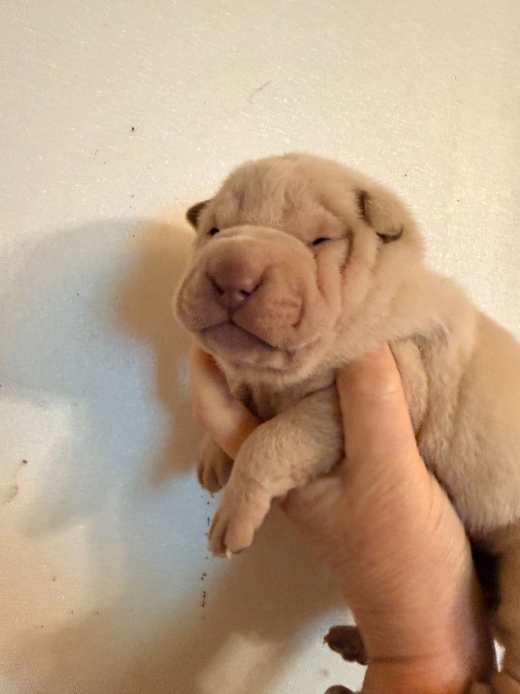 Du Chant Du Sorgho - Chiots disponibles - Shar Pei
