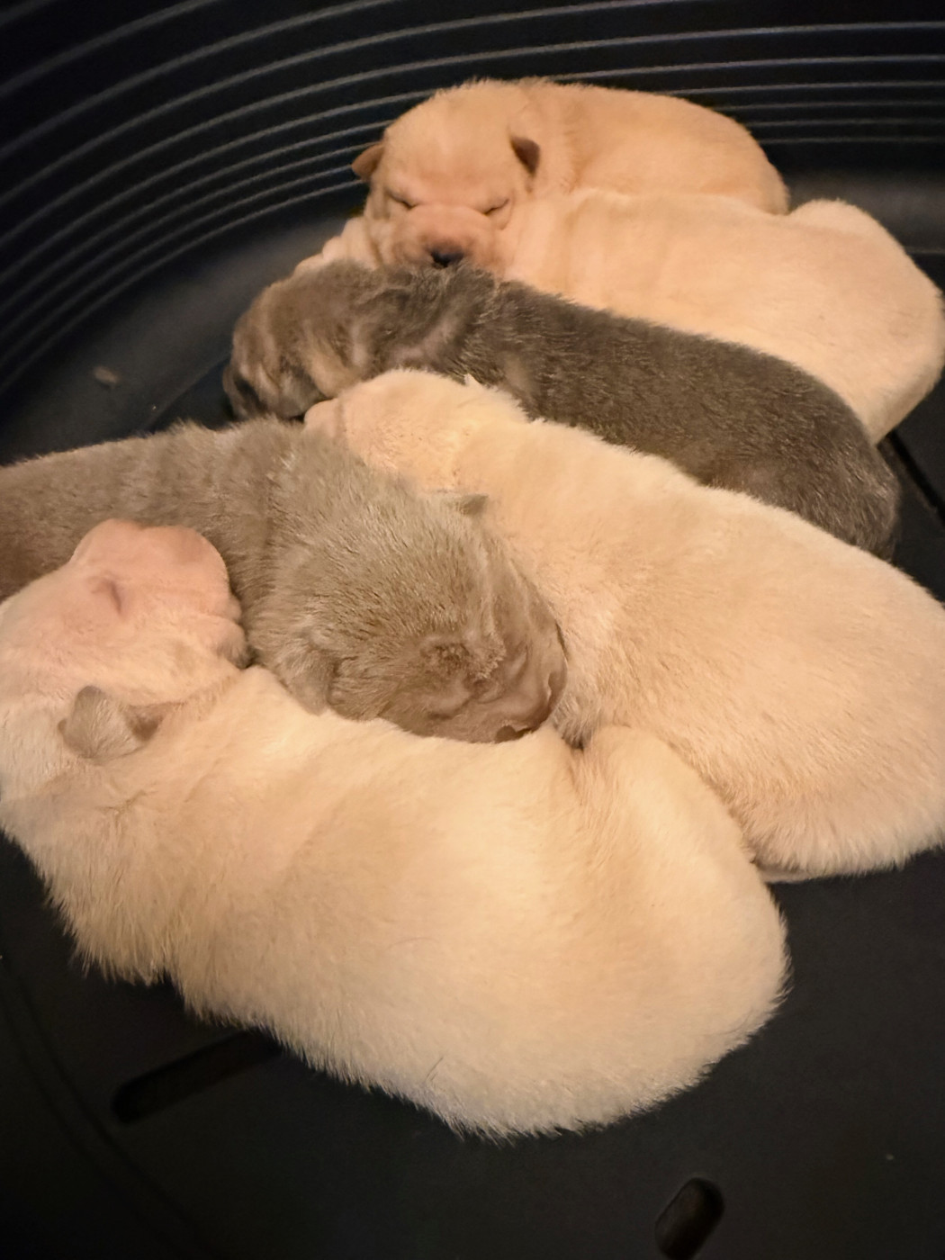 Chiot Shar Pei Du Chant Du Sorgho