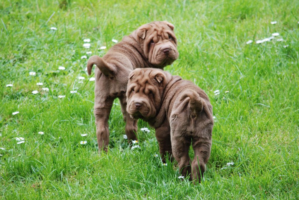 Du Chant Du Sorgho - Chiots disponibles - Shar Pei