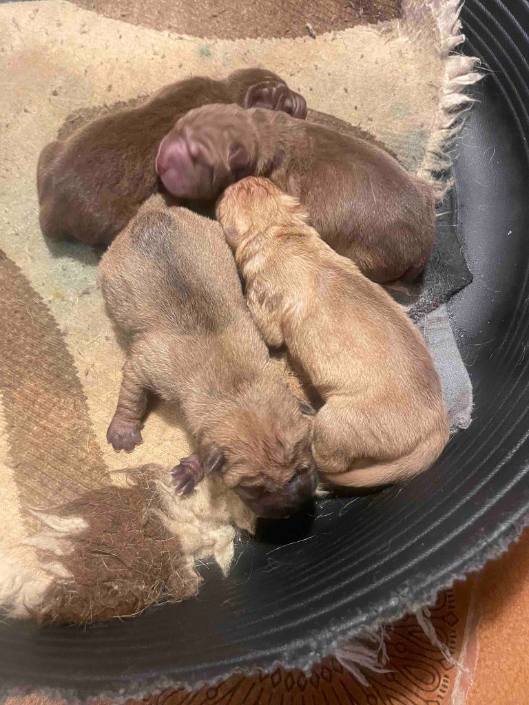 Du Chant Du Sorgho - Shar Pei - Portée née le 11/09/2025