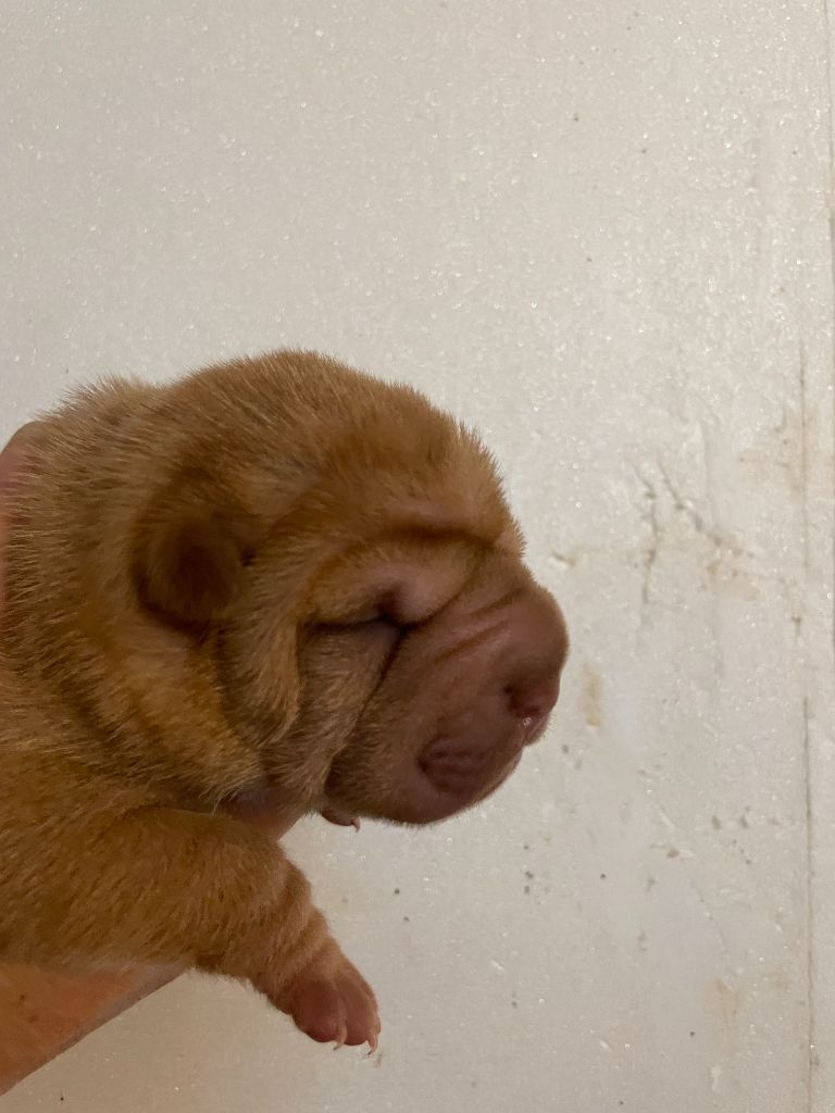Du Chant Du Sorgho - Chiots disponibles - Shar Pei