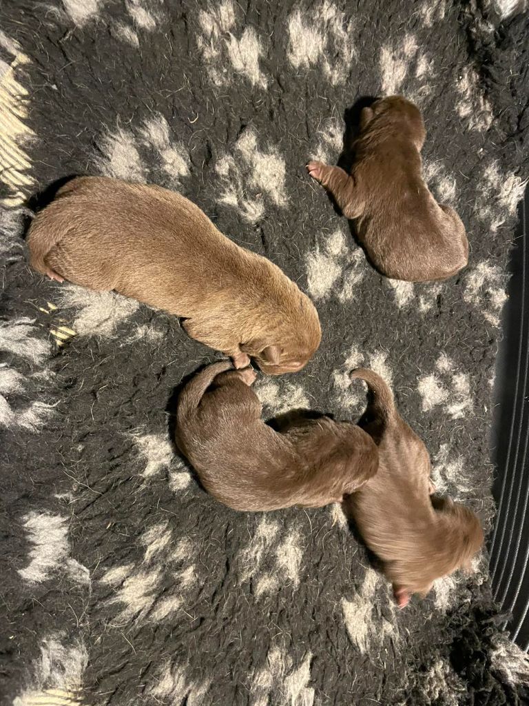Chiot Shar Pei Du Chant Du Sorgho