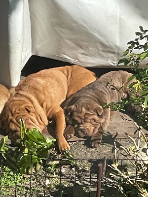 CHIOT