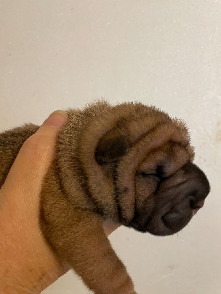 Du Chant Du Sorgho - Chiots disponibles - Shar Pei